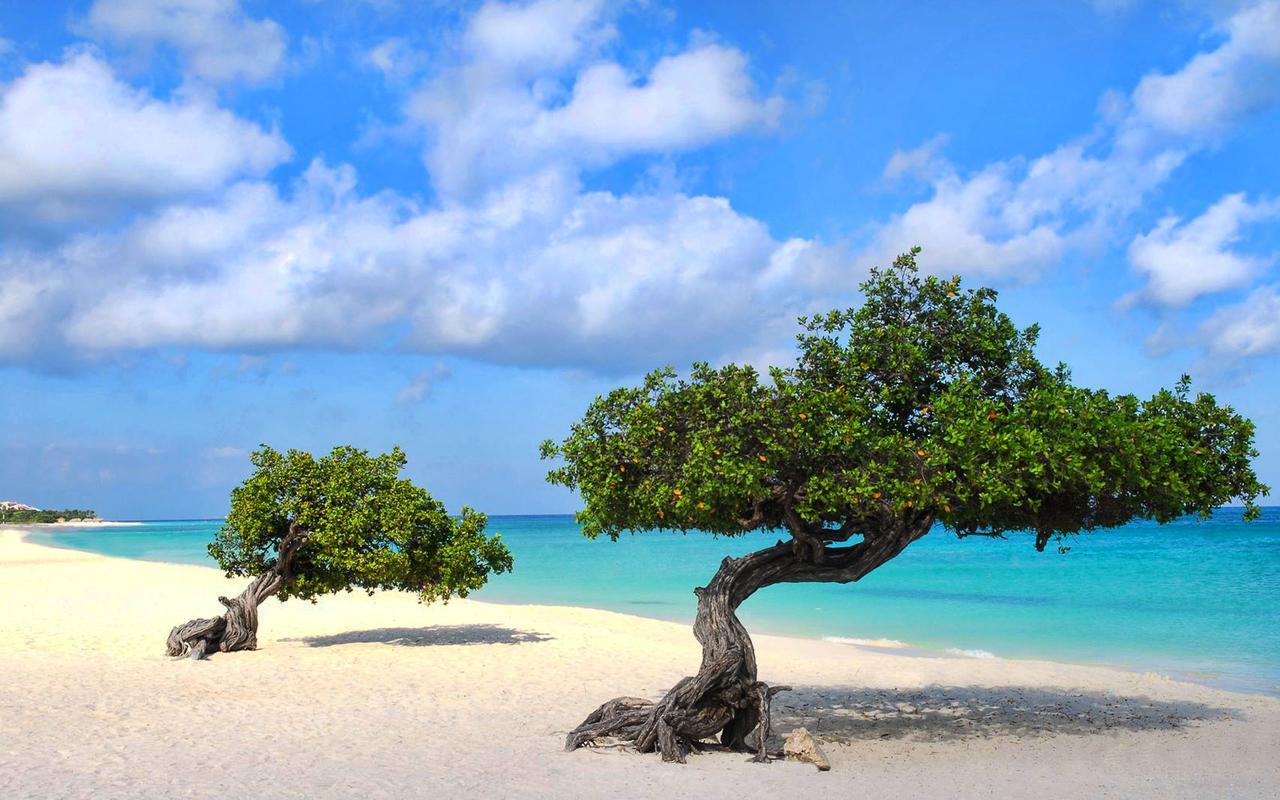 Buddha Studios Aruba Palm Beach Eksteriør bilde